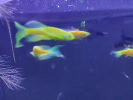 New to the forum. Fish ID requested.