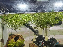 Please post pictures of your floating plants
