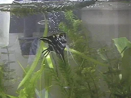spike