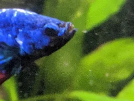 Brown spots on fin and under face