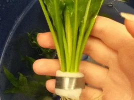 Planted tank journey
