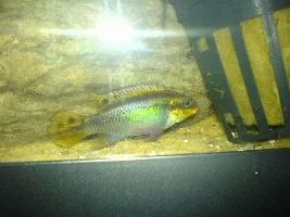 Alot Of Pics Of My 20gal :)