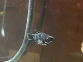 Identification and Advice for New Fish Additions in Quarantine Tank