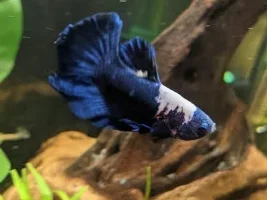My 5 Gal Betta Tank