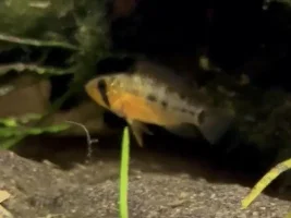 Need help identifying Apistogrammas
