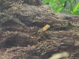 Baby platy