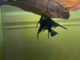 Angelfish not eating for a week!!!- any help would be appreciated