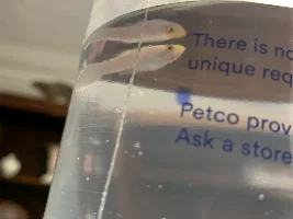 Male or Female?