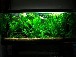 Light Questions