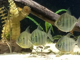 Pre-Feeding Time