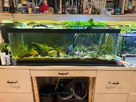 Lake Tanganyika 38 Gallon