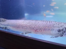 Spotted Gar fungal infection