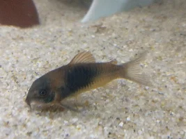 Need some help identifying this Corydora