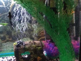 Is your tank planted, (apart from algae)?
