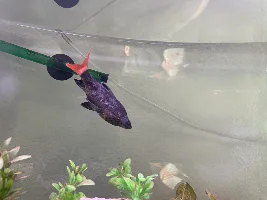 Sick Red Tailed Shark
