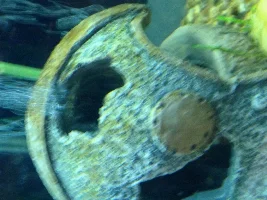 Urgent, Black Tint On Plants And On Side Of Tank. Water Turning Cloudy