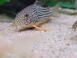 Dd's Tanks And Fish
