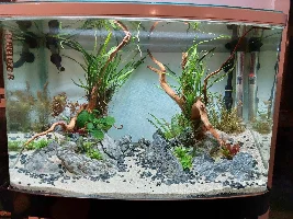 22 gallon community tank