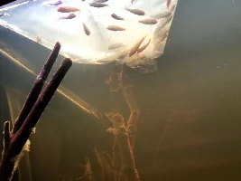 Window Well Aquarium