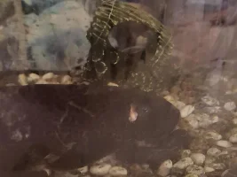 Hole in the head in Pleco