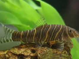Urgent Help Needed - One dead new fish see below image.