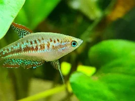 How big should the tank be for these?