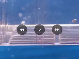 Tropical fish