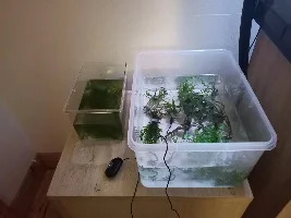 How long will plants be okay in a bucket?
