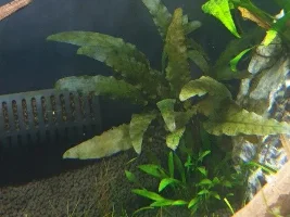 Rescaped my fluval, thoughts on before and after?