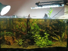 29.5 Gallon fish tank - Amazonian inspired