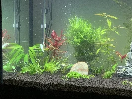 Need some advice on seeds