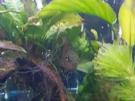 Journal of my juvenile blood parrot? Cinders and our bonding