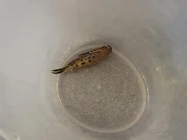 synodontis catfish sudden death :'(