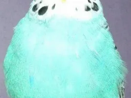 Birds!