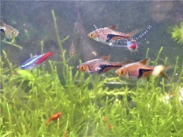 Interested in breeding... seriously this time.