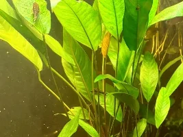 Anubis… new leaves start out brown… then turn green