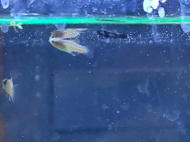 Small baby platy being picked on