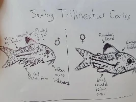 Interested in breeding... seriously this time.