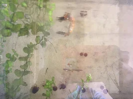 What is wrong with my goldfish?