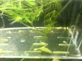Would This Food Be Ok For My Cory Fry.....