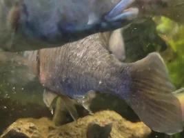 Parasite? Bacterial? HELP PLS! (Cichlid tank)
