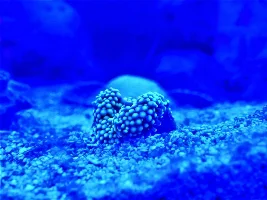 29g Saltwater Nano Tank