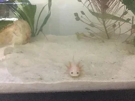 My axolotl, Kirby!