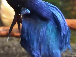 Weird lesions/bumps/white spot on the head.