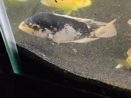 Cichlid name