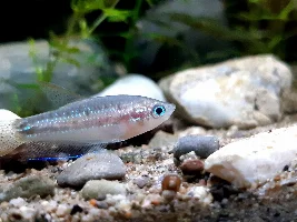 My gouramis