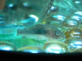 Help! My Bronze Cory Jumped Out Of His Tank