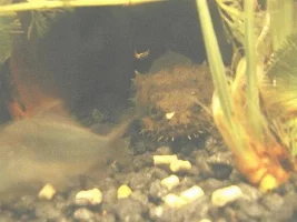 Some SW tank pics
