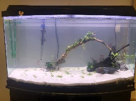 Refurbished 40ish gallon dirted tank/aquascape