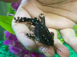 Pletco or catfish